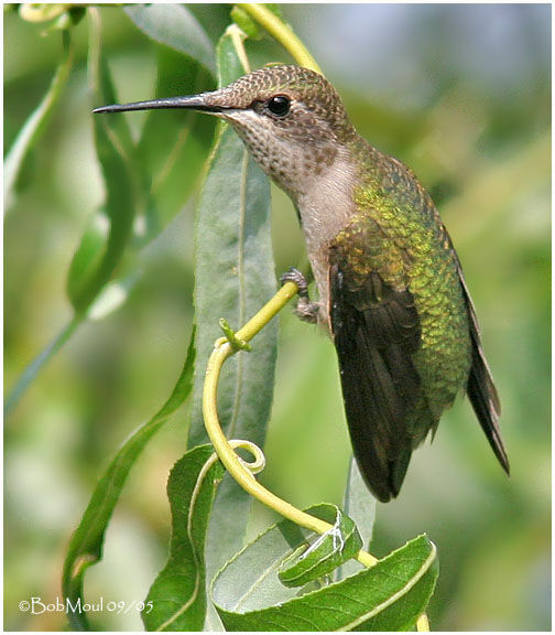 Colibri à gorge rubis