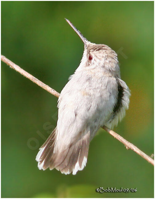 Ruby-throated Hummingbird