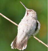 Colibri à gorge rubis