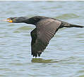 Cormoran à aigrettes