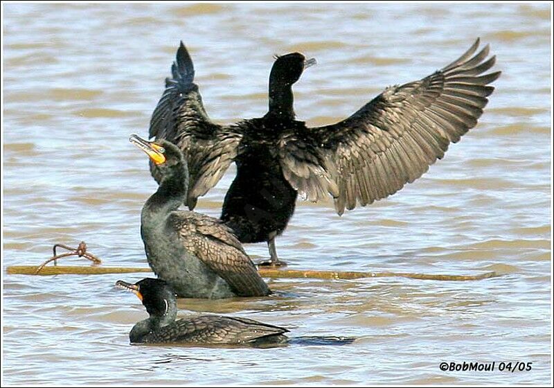 Double-crested Cormorant