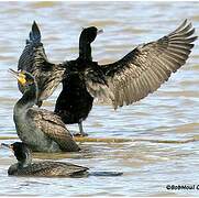 Double-crested Cormorant