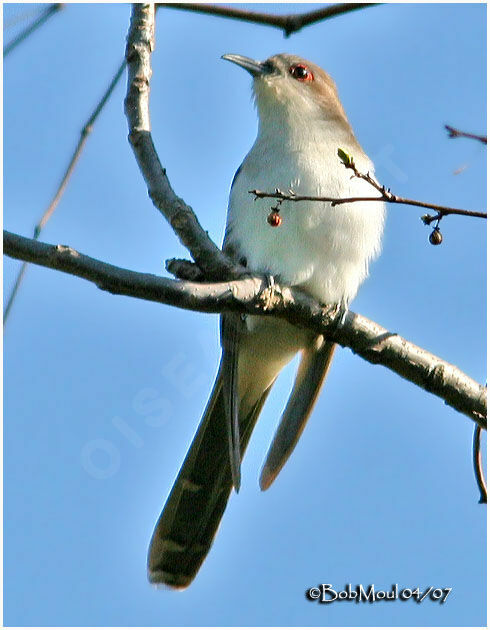 Black-billed Cuckoo