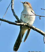 Black-billed Cuckoo