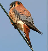 American Kestrel