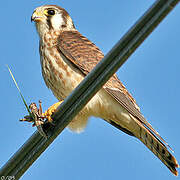 American Kestrel