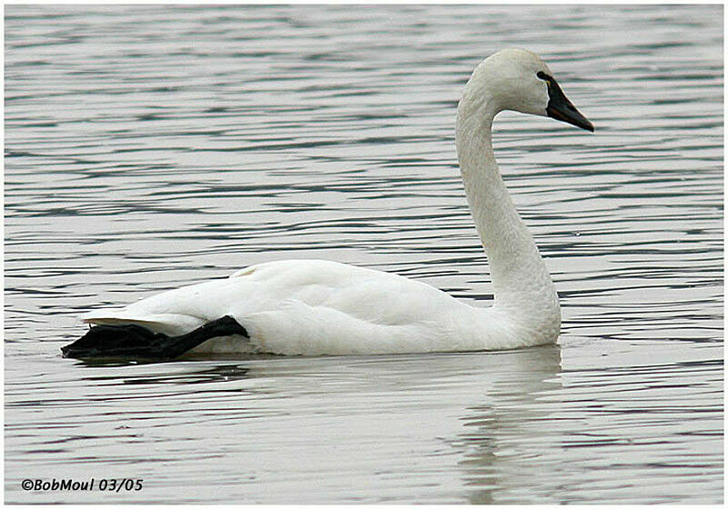 Tundra Swan