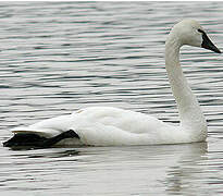 Cygne de Bewick