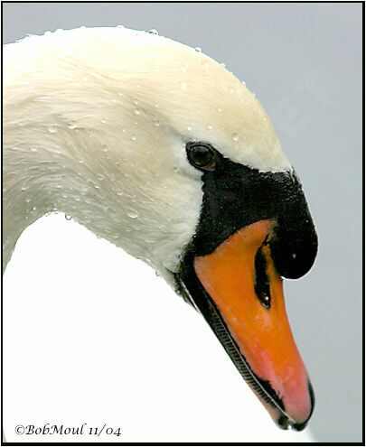 Cygne tuberculé