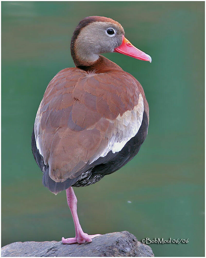 Dendrocygne à ventre noiradulte nuptial