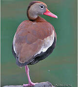 Dendrocygne à ventre noir