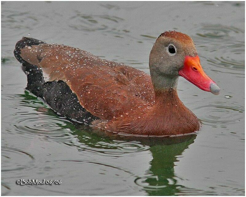 Black-bellied Whistling Duckadult breeding