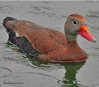 Dendrocygne à ventre noir