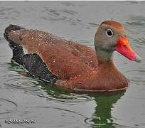 Dendrocygne à ventre noir