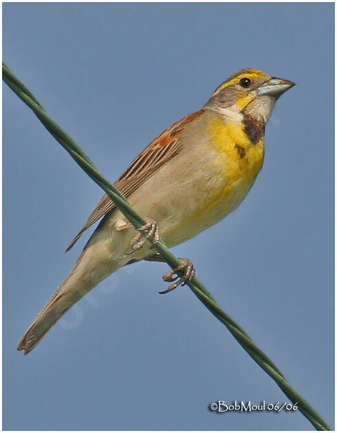 Dickcissel male adult breeding