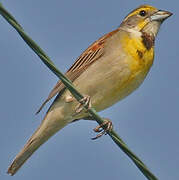 Dickcissel d'Amérique