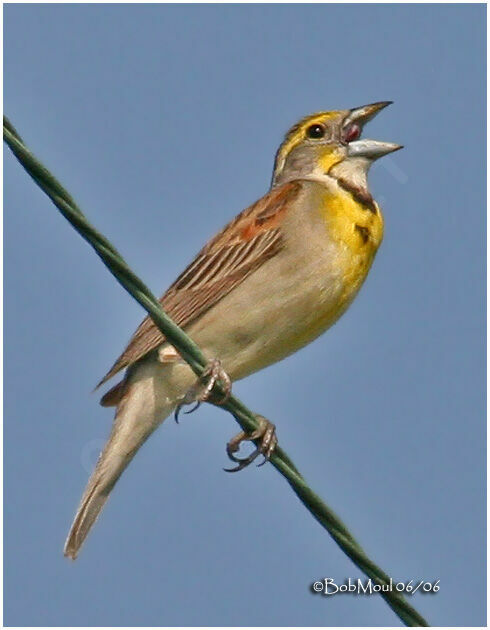 Dickcissel d'Amérique mâle adulte nuptial