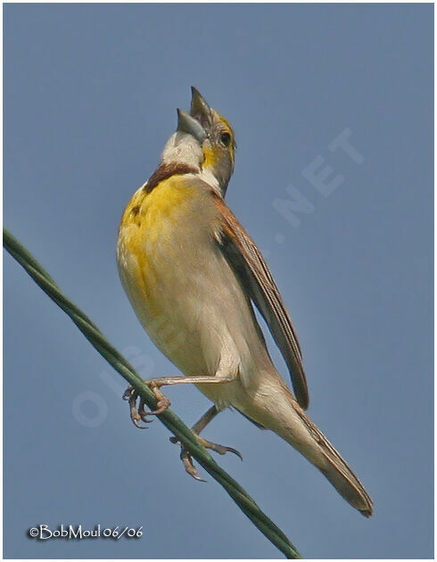 Dickcissel male adult breeding