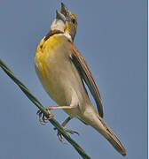 Dickcissel d'Amérique