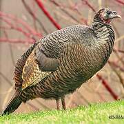 Wild Turkey