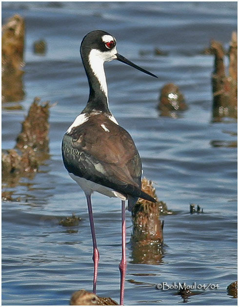 Black-necked Stiltadult