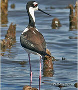 Black-necked Stilt