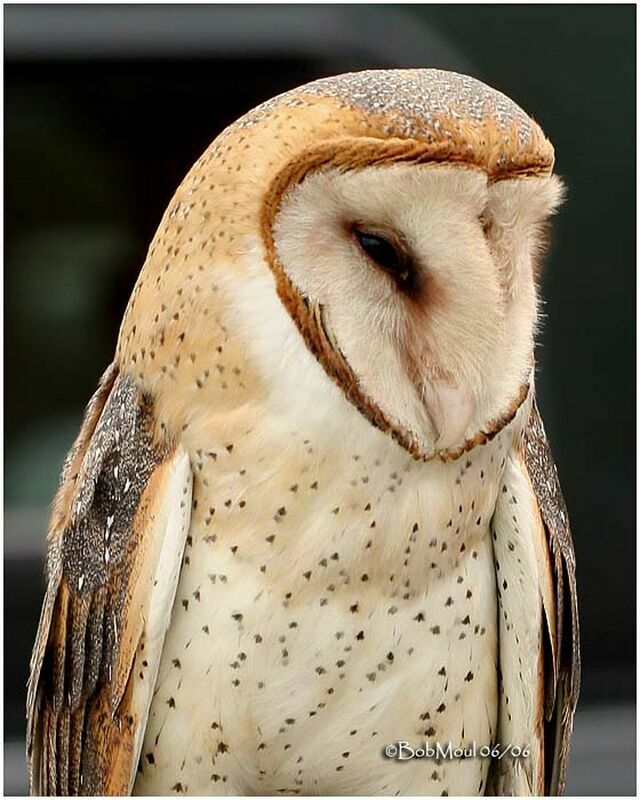 American Barn Owl female adult breeding
