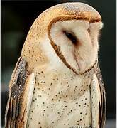 American Barn Owl