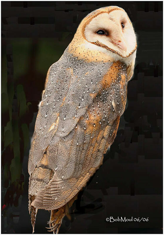 American Barn Owl female adult breeding