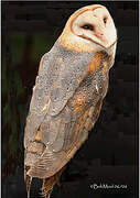 American Barn Owl