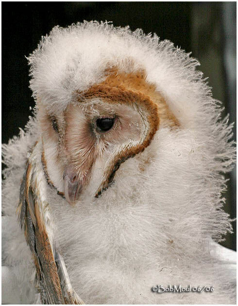 Western Barn Owljuvenile
