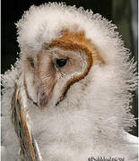 Western Barn Owl