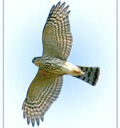 Sharp-shinned Hawk