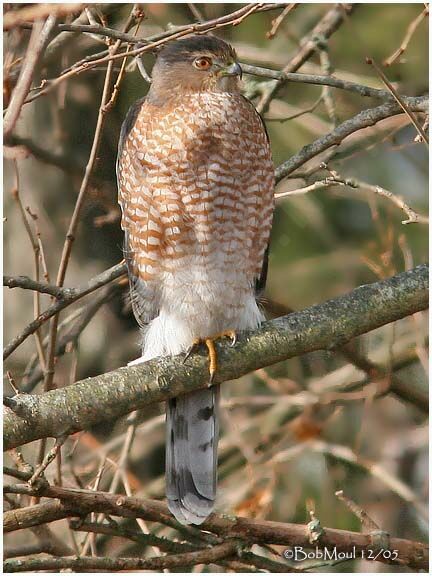 Cooper's Hawk