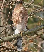 Cooper's Hawk