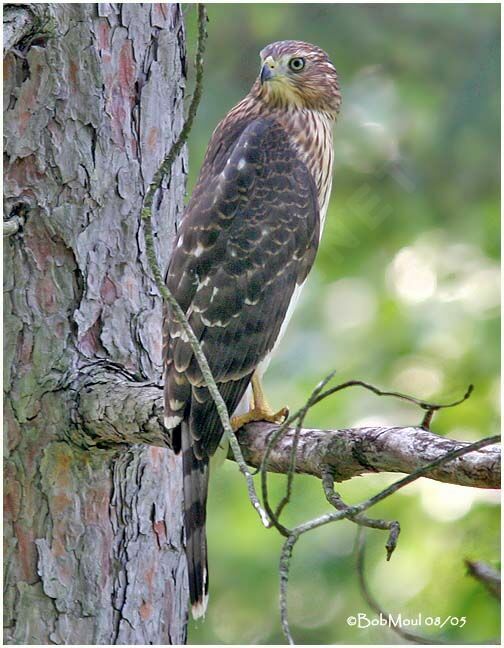 Cooper's Hawk