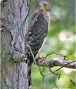 Cooper's Hawk