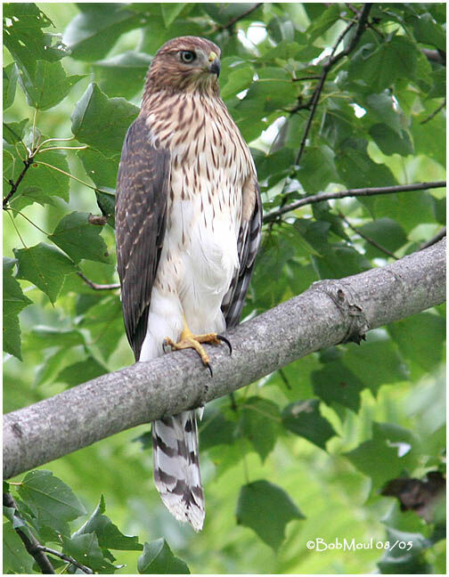 Cooper's Hawk