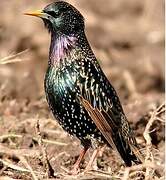 Common Starling