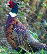 Common Pheasant