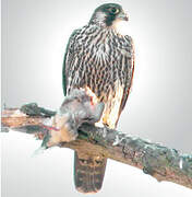 Peregrine Falcon