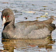 American Coot