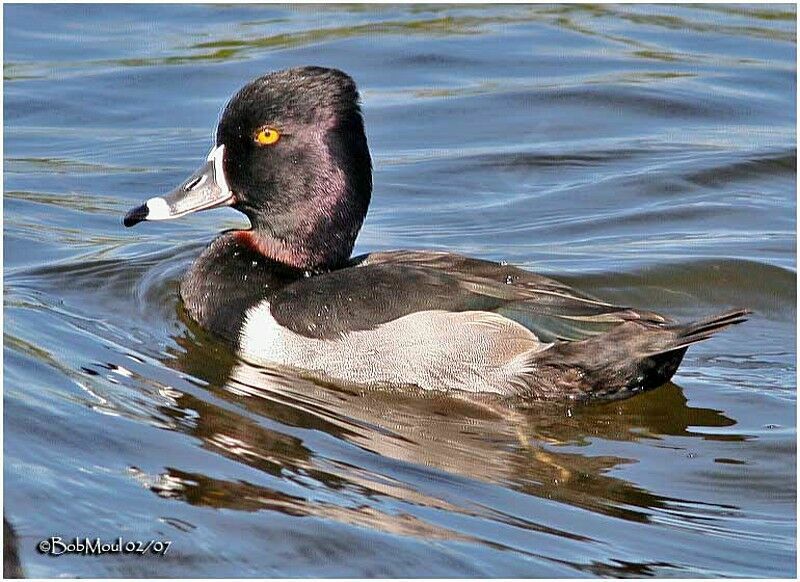 Ring-necked Duck