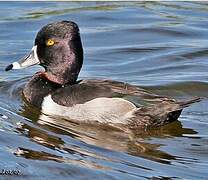 Ring-necked Duck