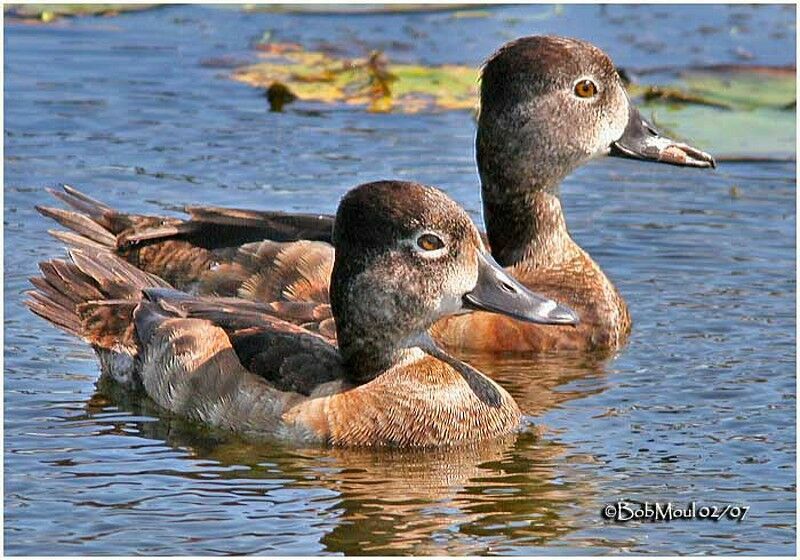 Ring-necked Duck