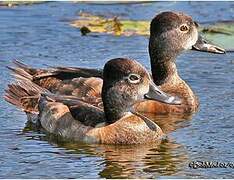 Ring-necked Duck