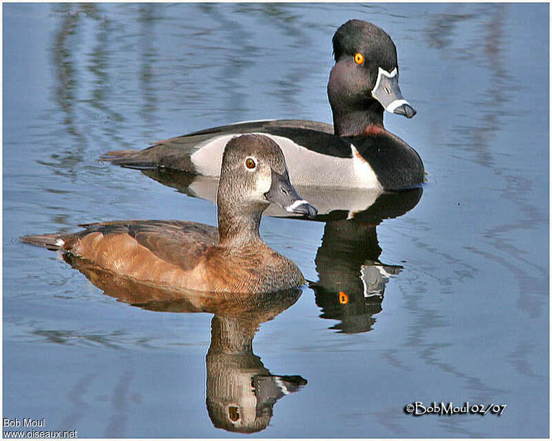 Ring-necked Duckadult breeding, pigmentation