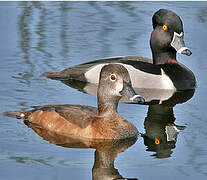 Ring-necked Duck