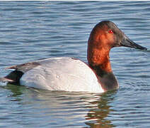 Canvasback