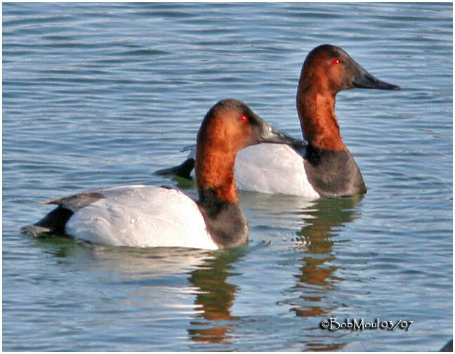 Canvasback male adult